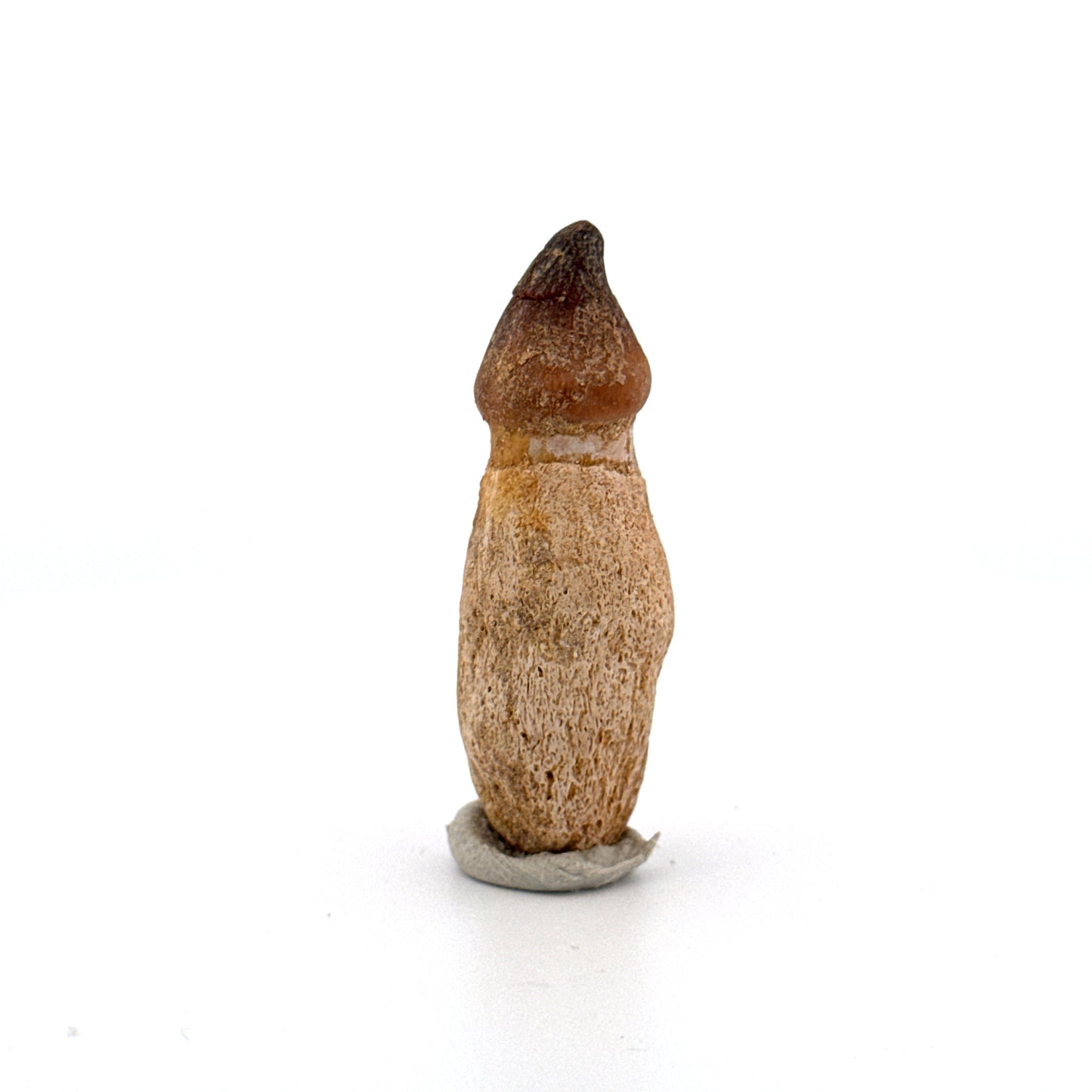 Globidens phosphaticus tooth with natural root from Cretaceous, Morocco (1.87")