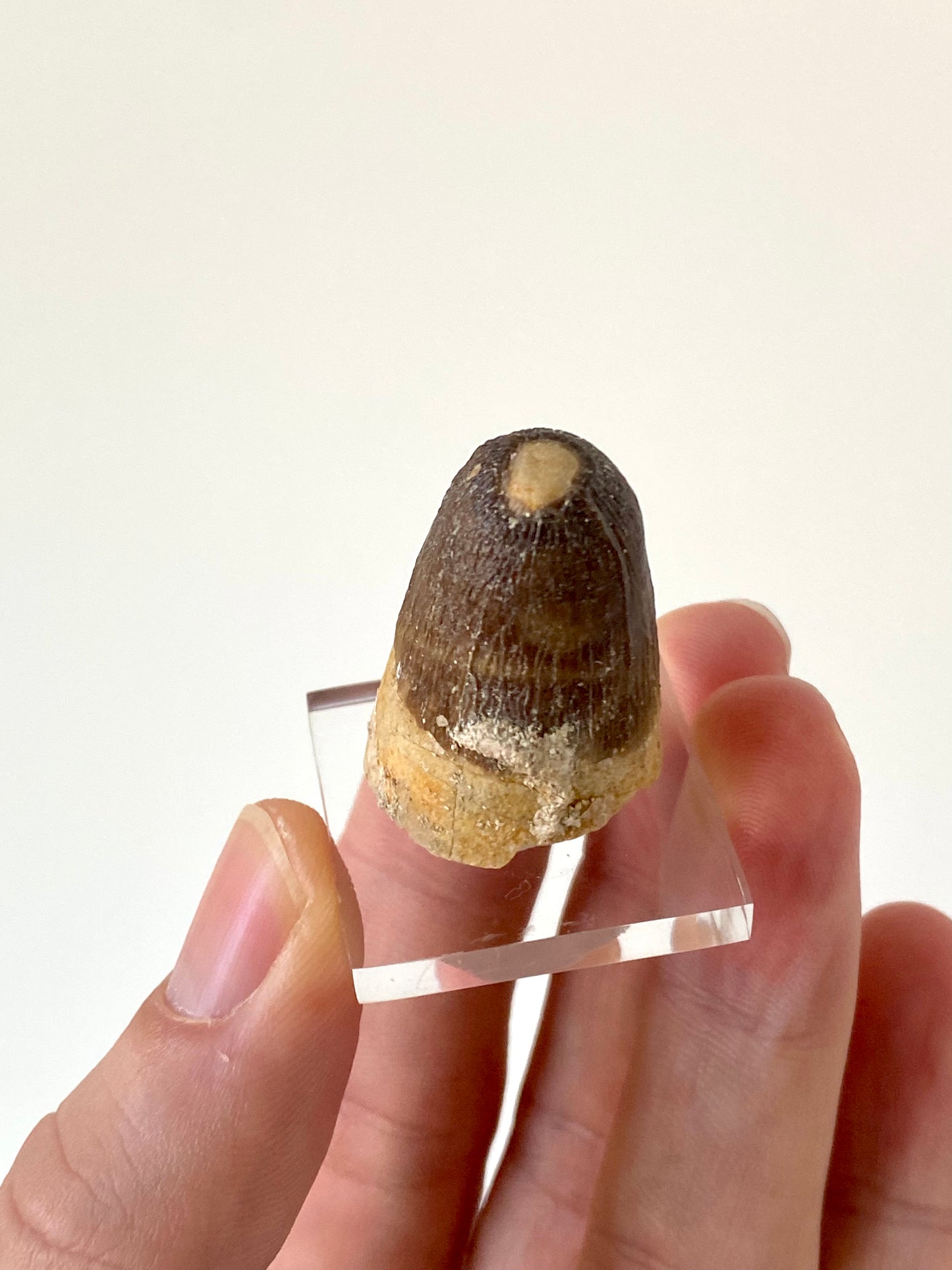 Moroccosuchus zennaroi Fossil tooth