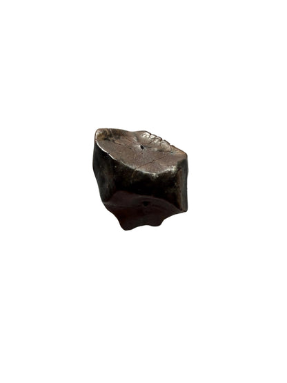 Edmontosaurus Tandfragment uit Hell Creek Formatie | 0,37 inch