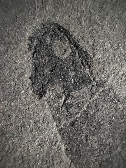 Permian temnospondyl Amphibian Fossil from Germany | 2.36"