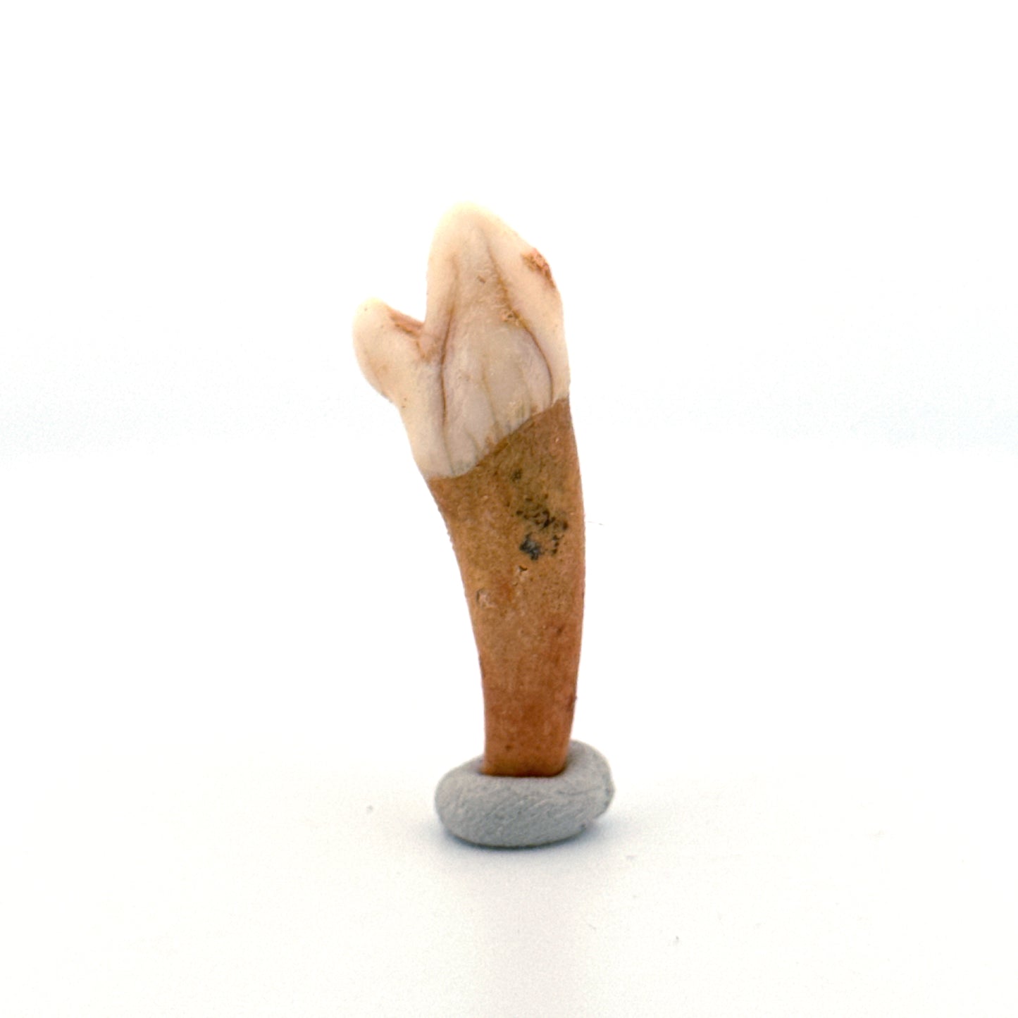 Cave Bear (Ursus spelaeus) incisor tooth from pleistocene, Rumania (1.59")