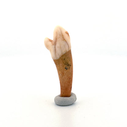Cave Bear (Ursus spelaeus) incisor tooth from pleistocene, Rumania (1.59")