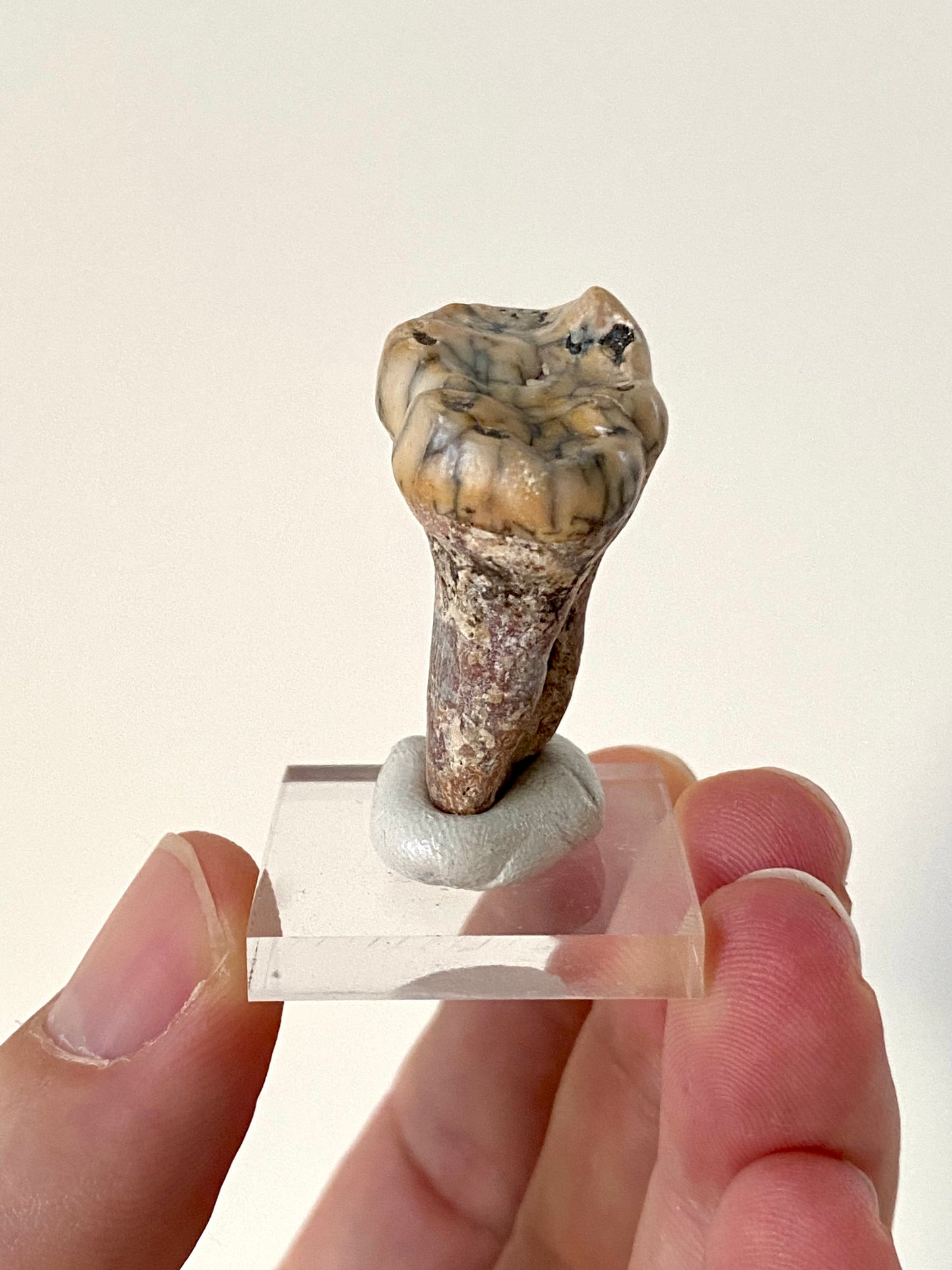 Cave Bear Molar (Austria)