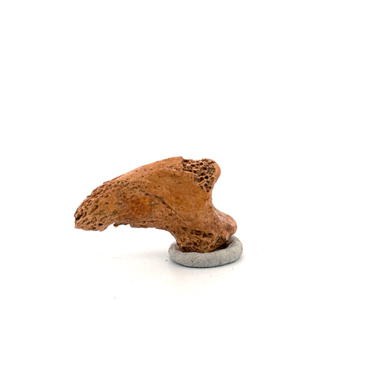 Cave Bear Claw (Ursus spelaeus), Distal phalanx Fossil (1.42") from Pleistocene, Romania