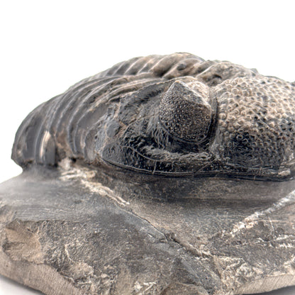 Drotops megalomanicus trilobiet fossiel uit Marokko | 10,06 cm