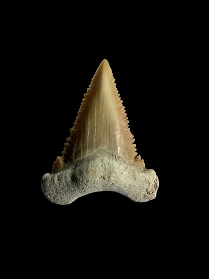 Palaeocarcharodon orientalis Fossil Tooth from Morocco | 1.22"