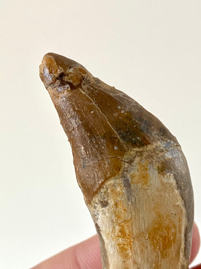 Basilosaurus tooth