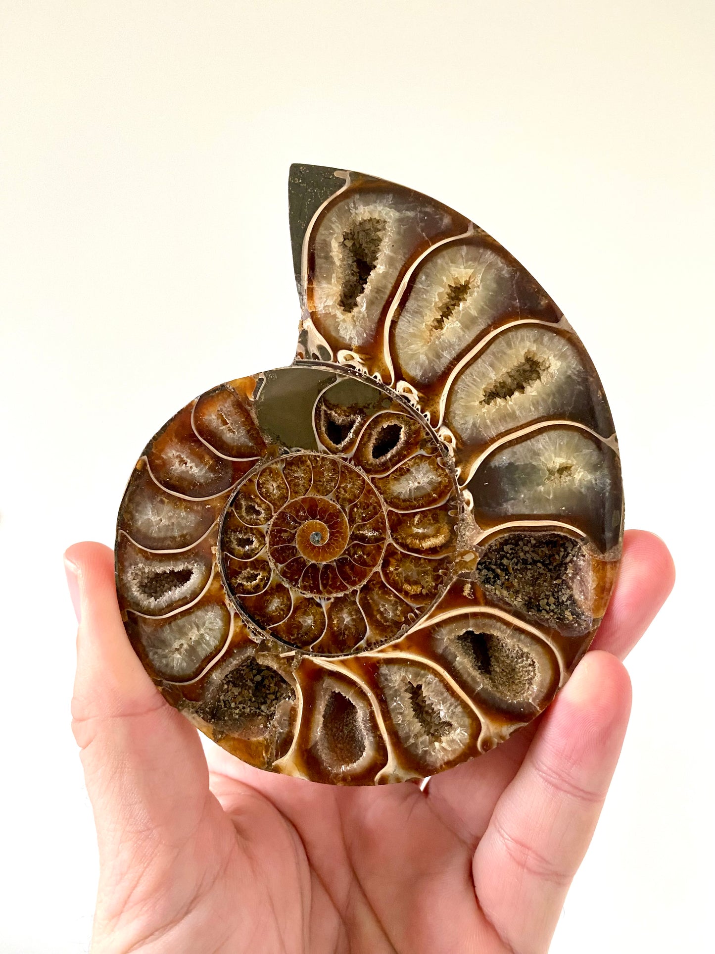 4.66" Ammonite Fossil, Cleoniceras species (2-sides, cut and polished)