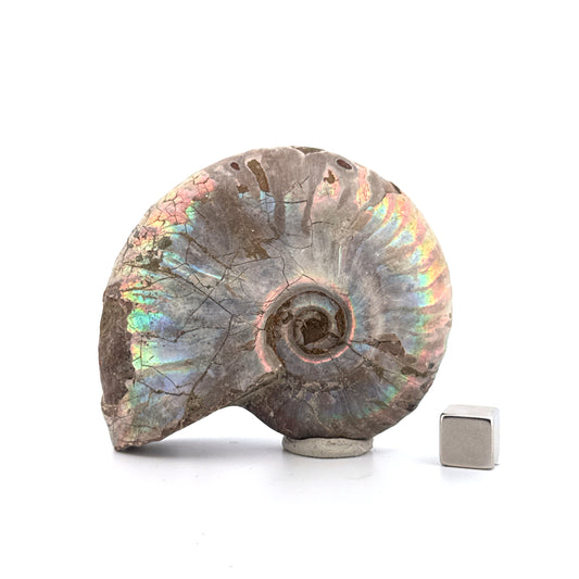 Iridescent Ammonite fossil from Cretaceous, Madagascar | 2.90"
