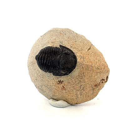 Gerastos granulosus Devonian Trilobite Fossil from, Morocco (A012)