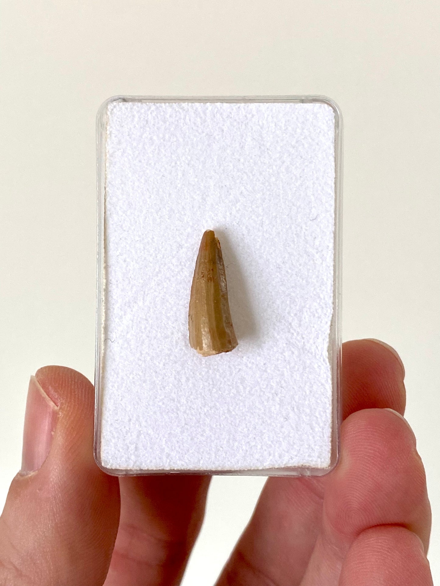 Crocodile species fossil tooth from Morocco