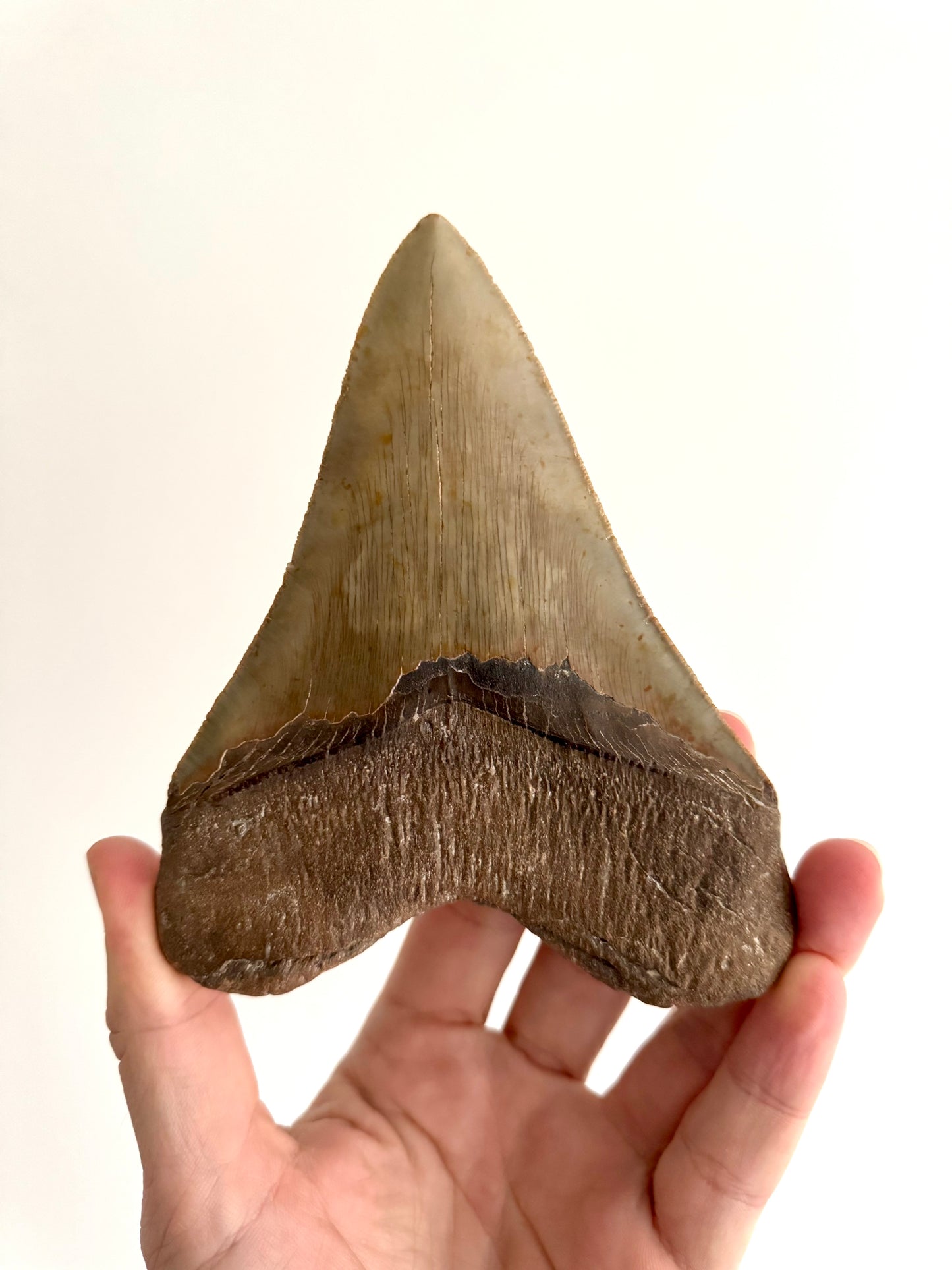 Megalodon tooth fossil (5.61") - Miocene, USA