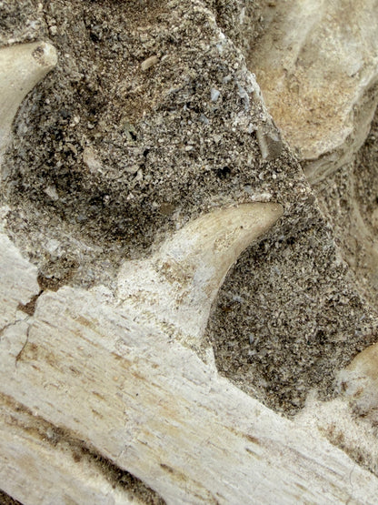 Halisaurus Arambourgi Kaakfragment met 5 Tanden op Matrix – Marokko