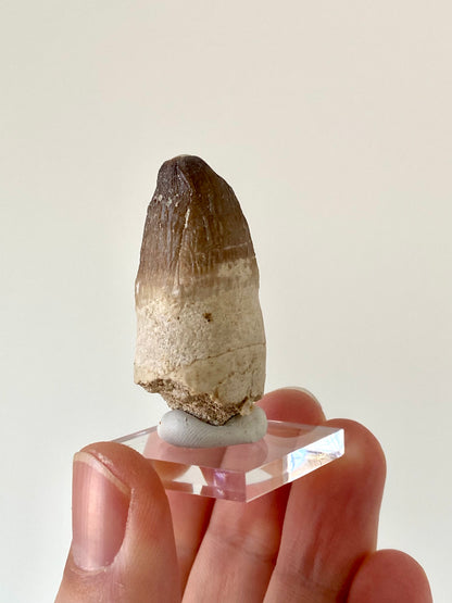 Moroccosuchus zennaroi Fossil tooth