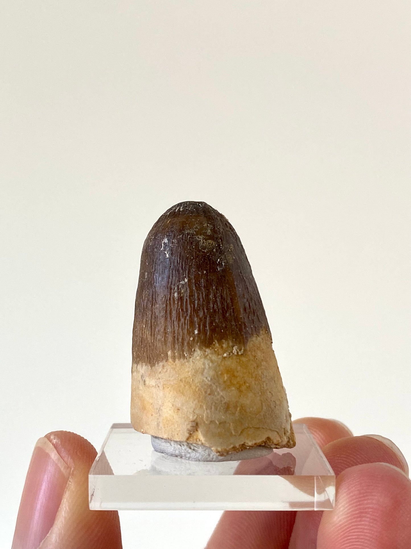 Moroccosuchus zennaroi Fossil tooth