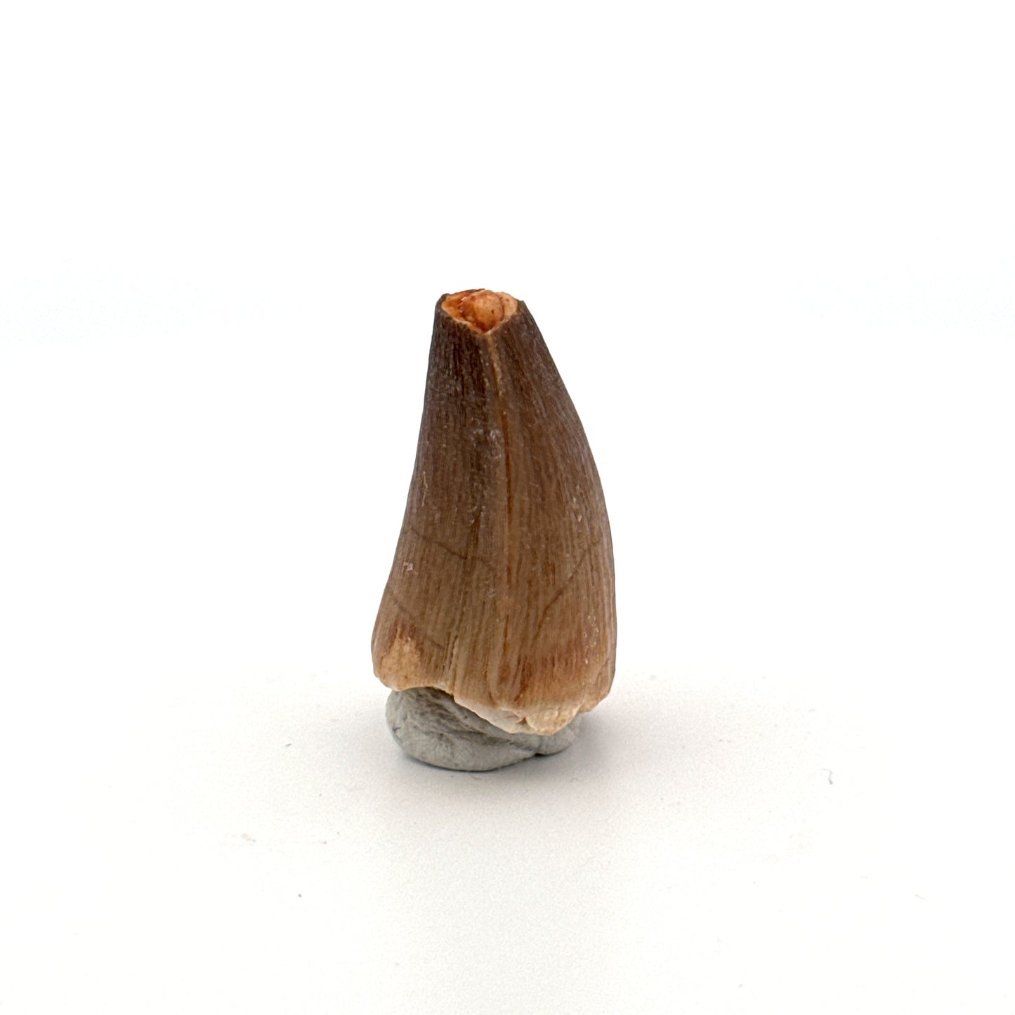 Maroccosuchus zennaroi Fossil tooth (1.19") from Morocco