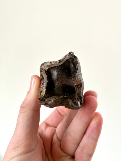 Coelodonta species Molar