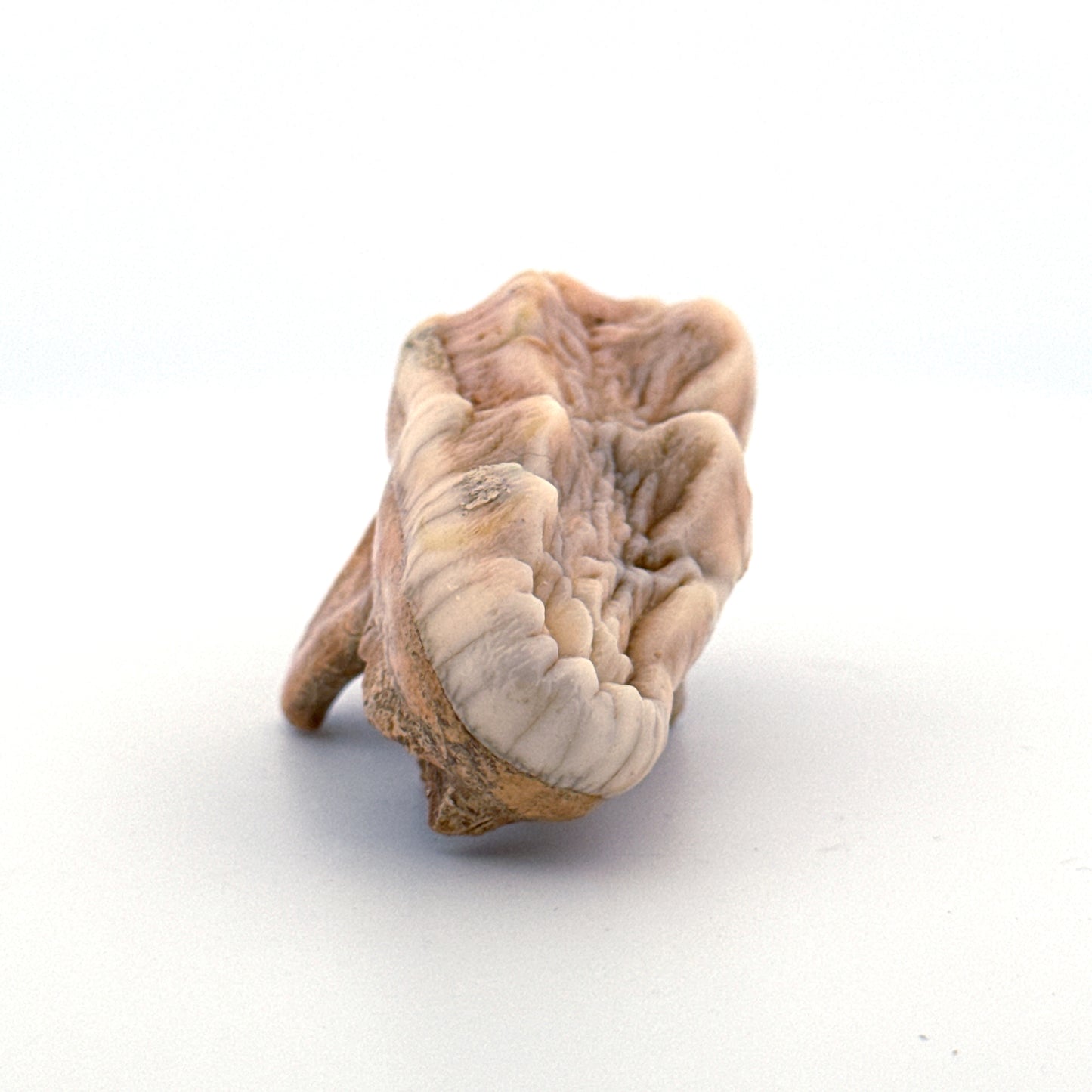 Cave Bear (Ursus spelaeus) molar from pleistocene, Rumania (1.80")
