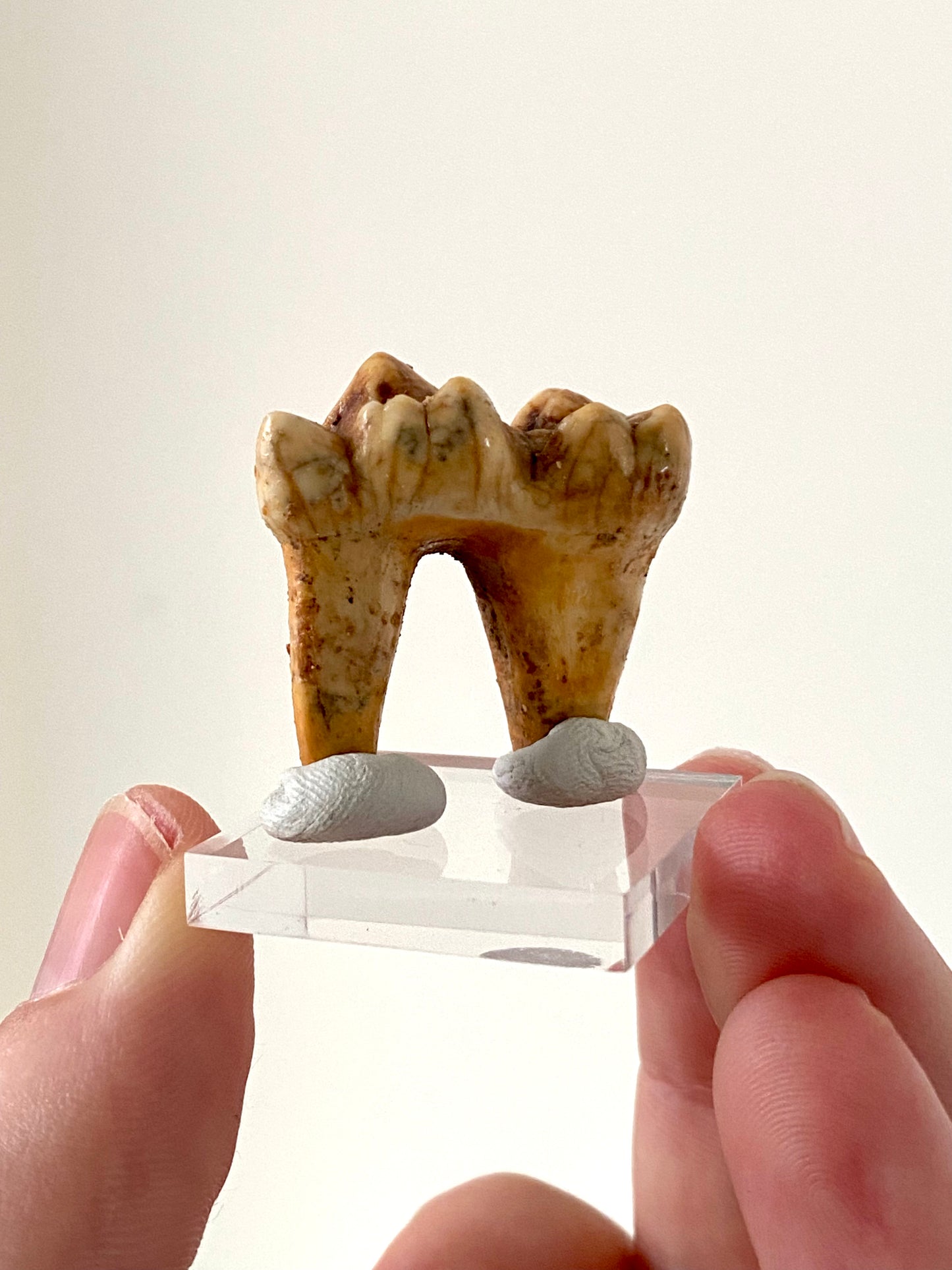 Cave Bear Molar