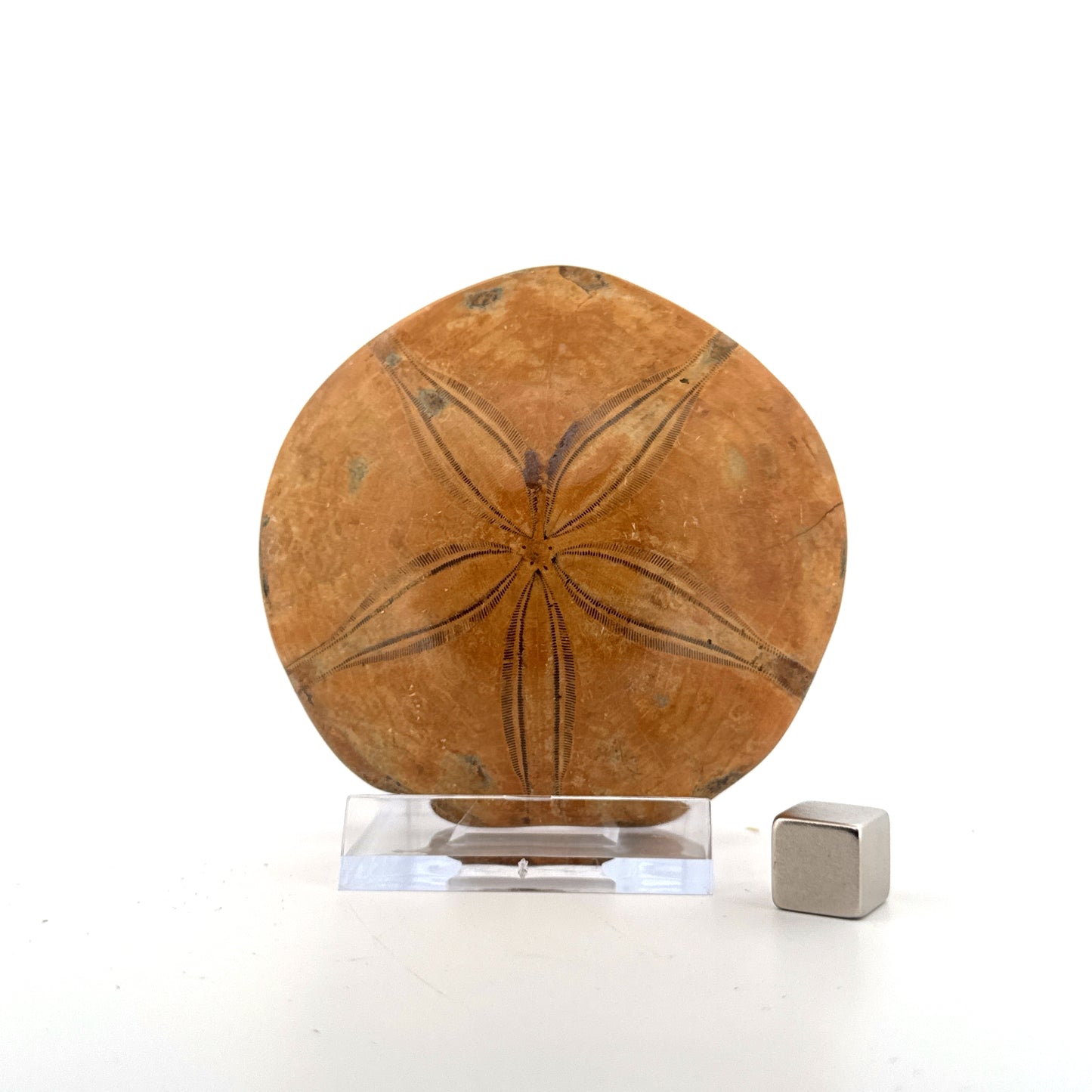 Pygurus Marmonti, sea urchin from Jurassic, Madagascar (2.79")