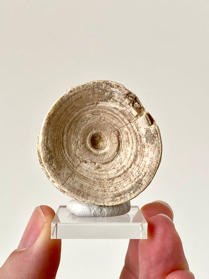 Otodus obliquus fossil vertebra