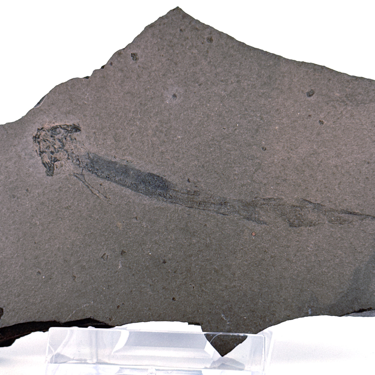 Permian temnospondyl Amphibian Fossil from Germany | 2.75"