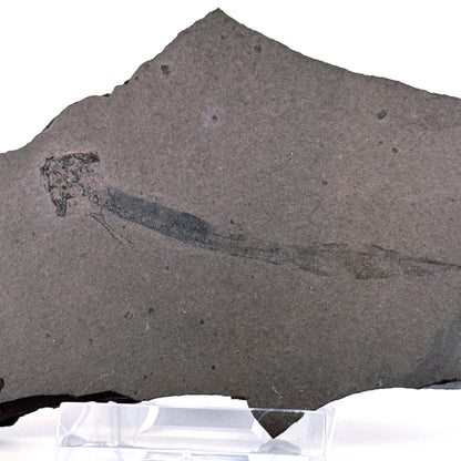 Permian temnospondyl Amphibian Fossil from Germany | 2.75"