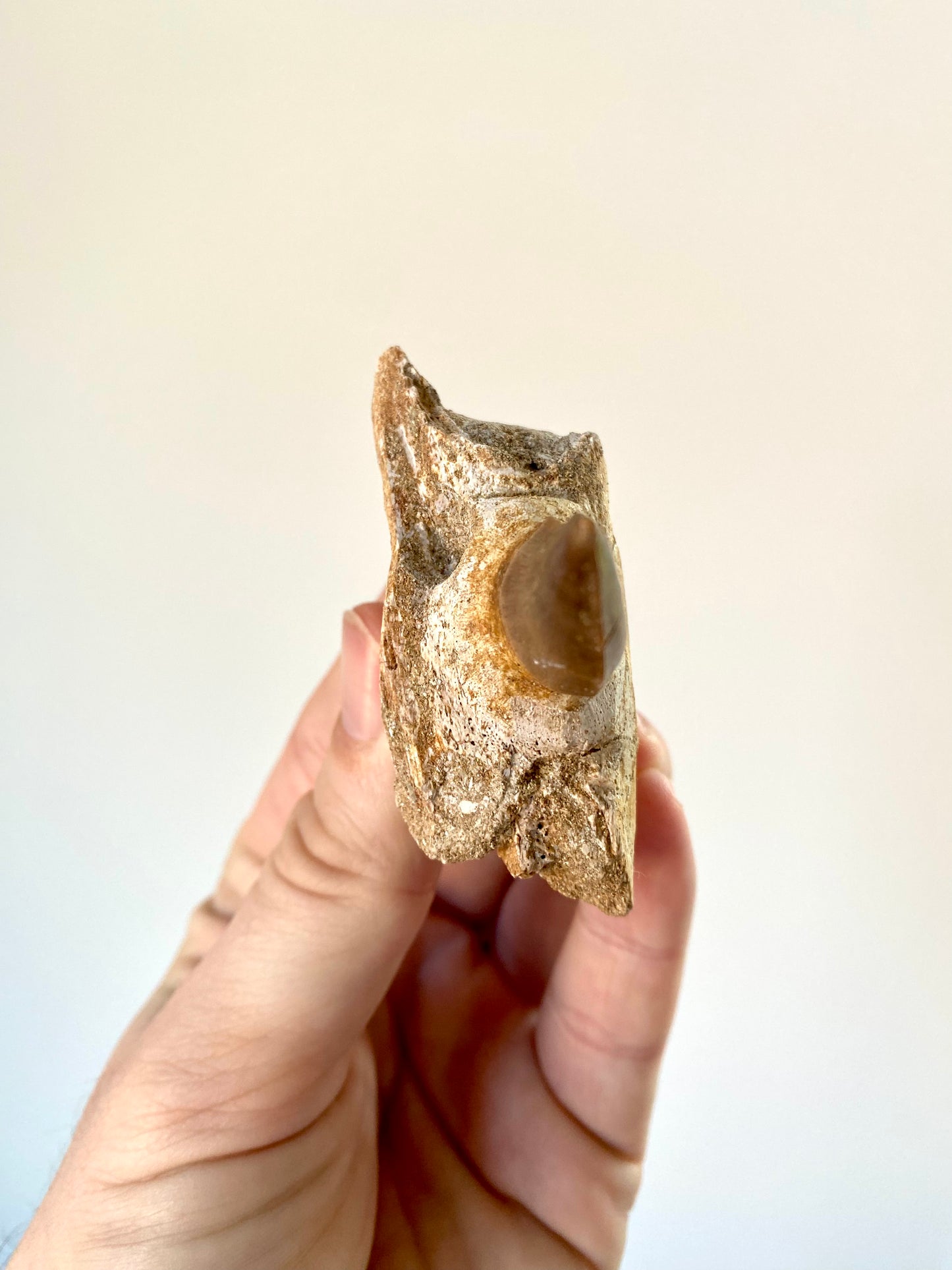 Mosasaurus fossil tooth with jaw fragment