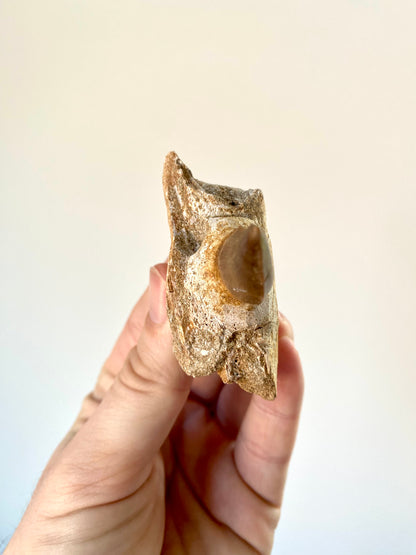 Mosasaurus fossil tooth with jaw fragment