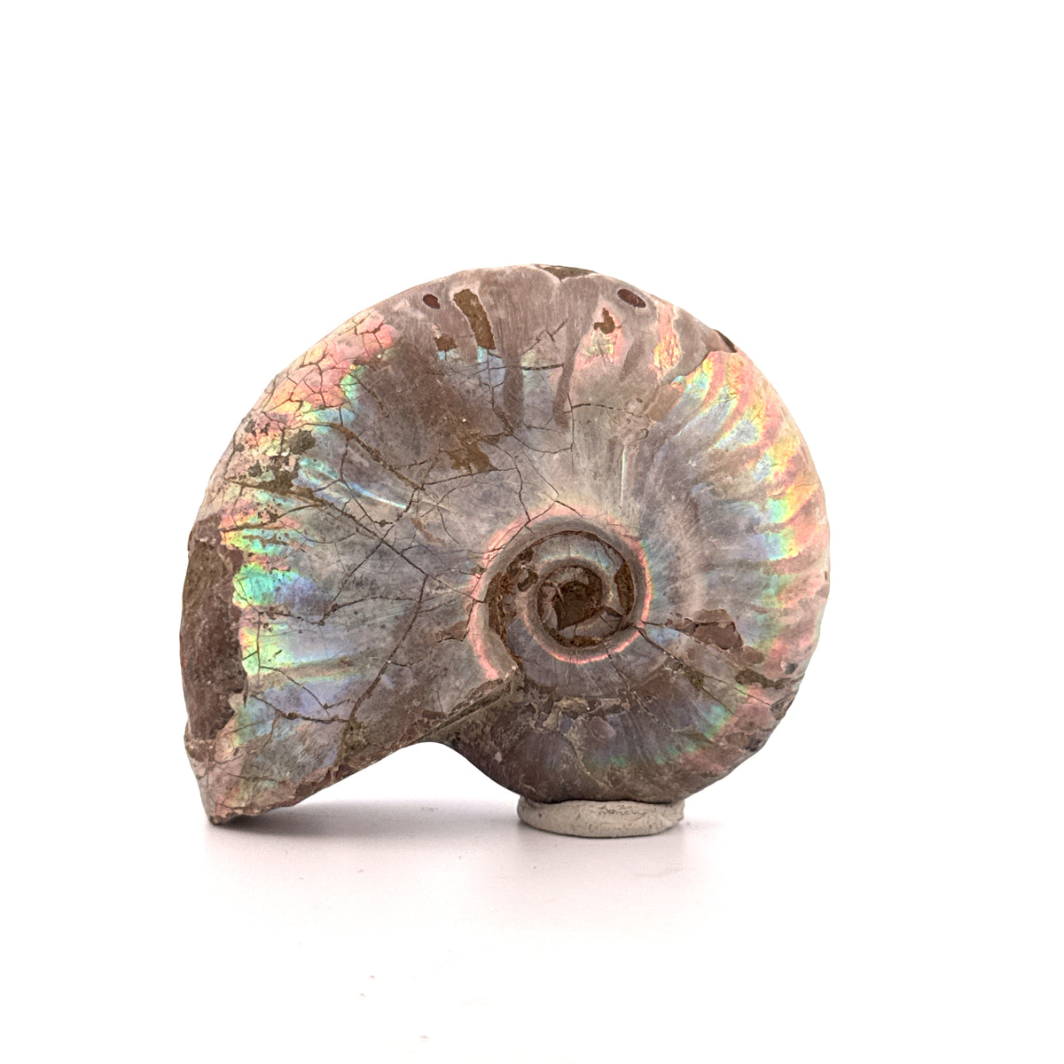 Iridescent Ammonite fossil from Cretaceous, Madagascar | 2.90"