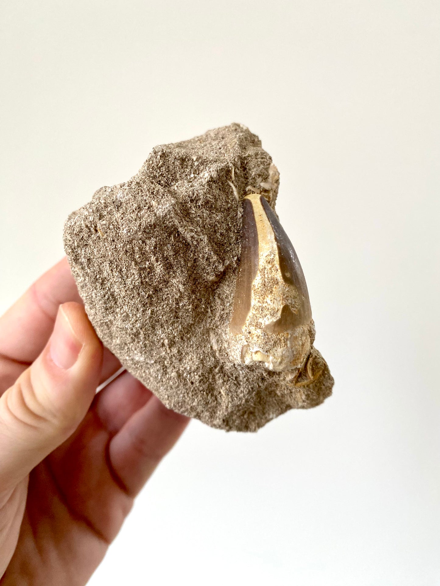 Mosasaurus fossil tooth on Matrix