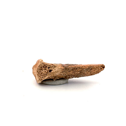 Cave Bear Claw (Ursus spelaeus), Distal phalanx Fossil (1.84") from Pleistocene, Romania
