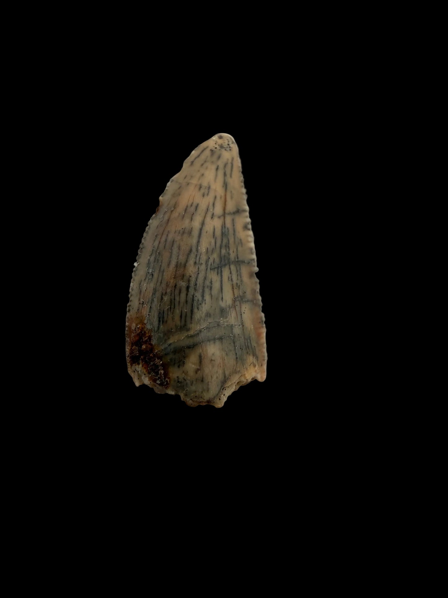 Abelisaurid fossil dinosaur tooth from Kem Kem, Morocco (0.55")