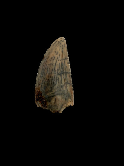 Abelisaurid fossil dinosaur tooth from Kem Kem, Morocco (0.55")