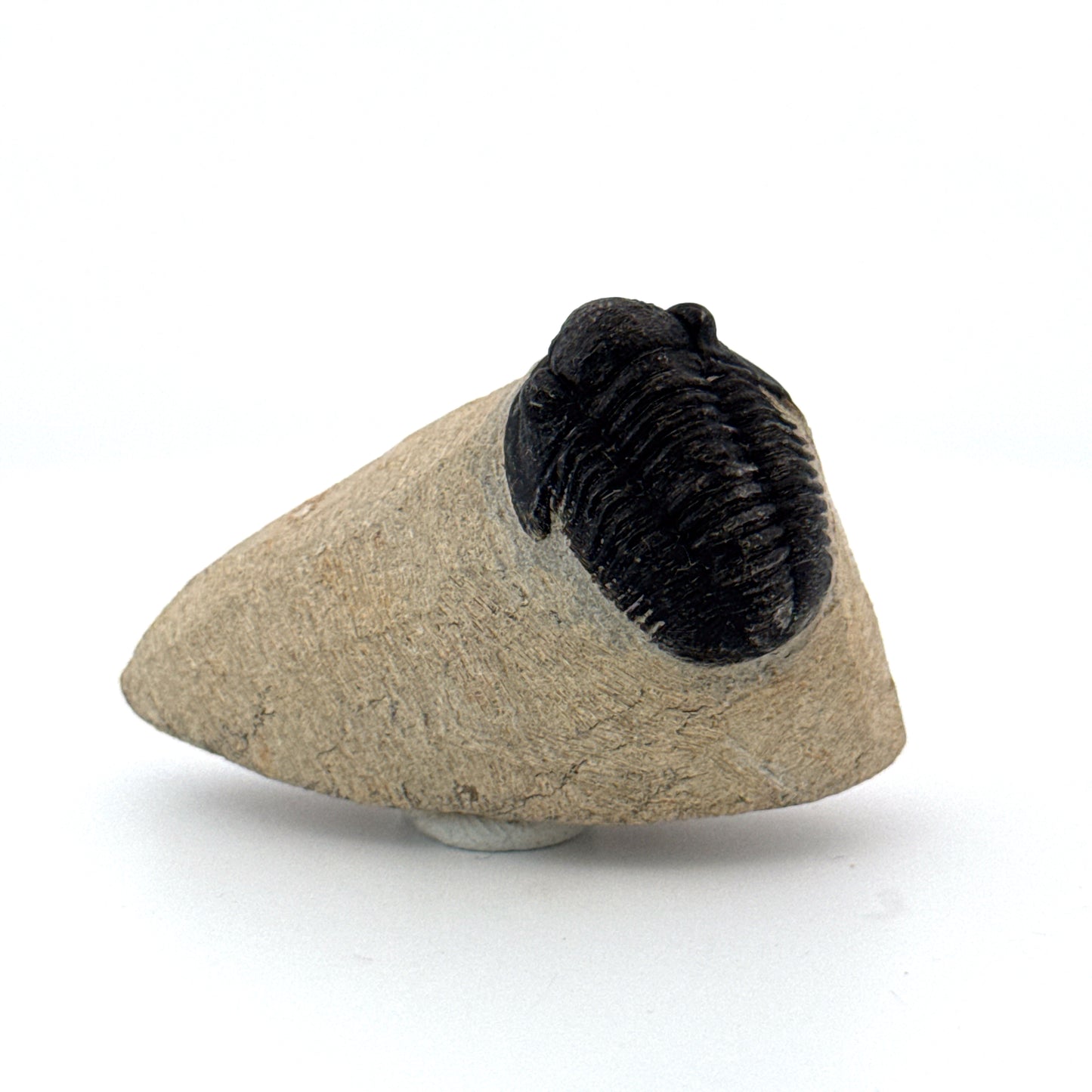 Gerastos granulosus Devonian Trilobite Fossil from, Morocco (A010)