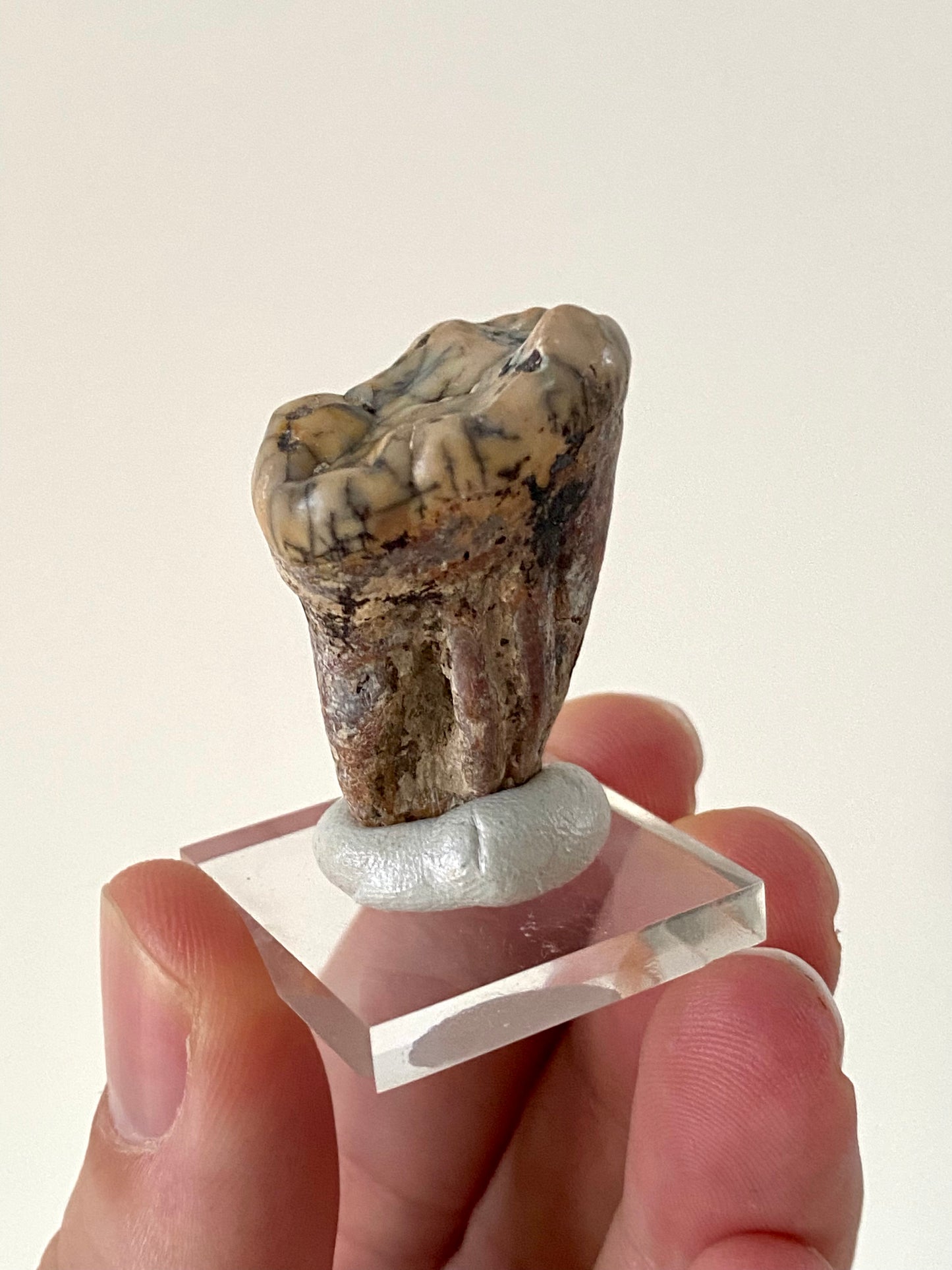 Cave Bear Molar (Austria)