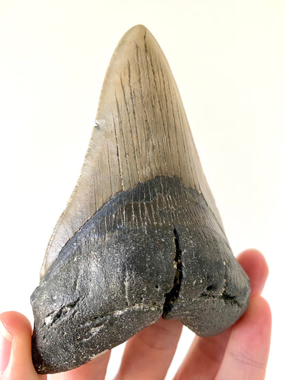 4.94" Megalodon tooth fossil from USA