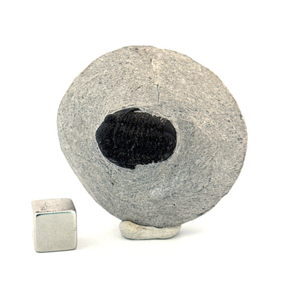 Gerastos granulosus Devonian Trilobite Fossil from, Morocco (A013)