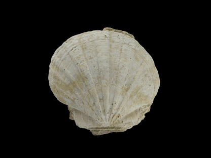 Gigantopecten fossiele schelp – Mioceen, Frankrijk (6.30 inch)