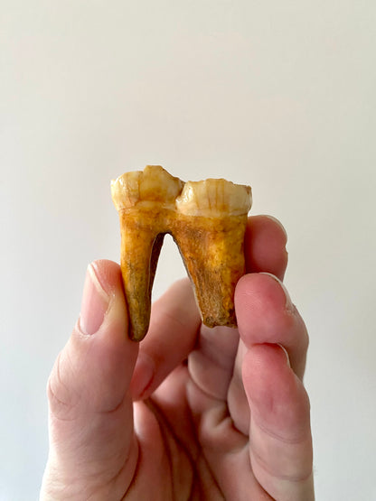 Cave Bear Molar - FossilsAndMore