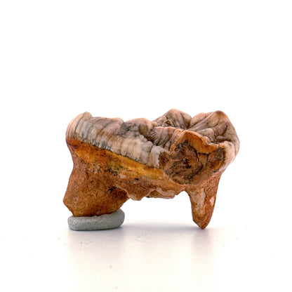Cave Bear (Ursus spelaeus) molar from pleistocene, Rumania | 1.68"