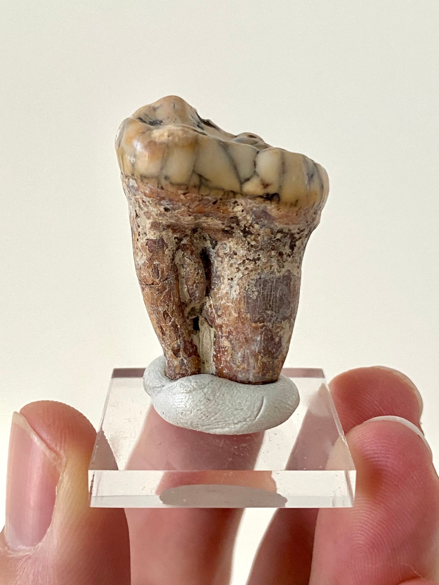 Cave Bear Molar (Austria)