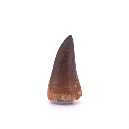 Mosasaurus tandfossiel uit het Laat-Krijt, Marokko (1.93 inch)