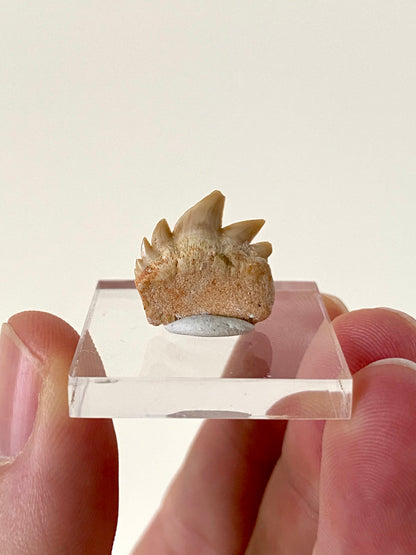 Notidanodon Loozi fossil tooth (2)