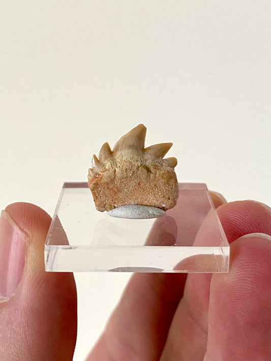 Notidanodon Loozi fossil tooth (2)