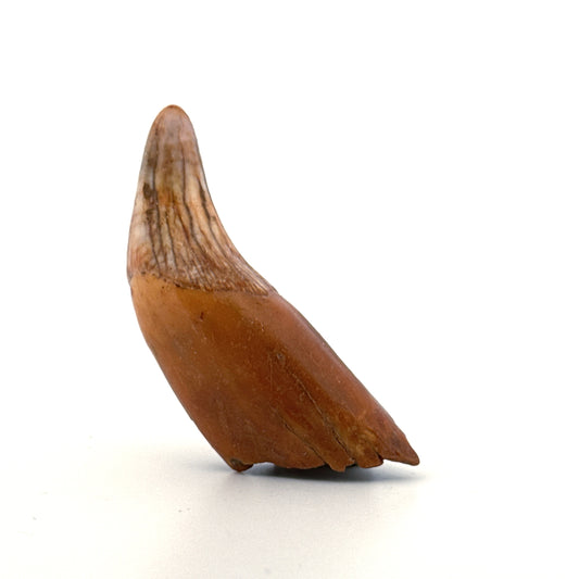Cave Bear (Ursus spelaeus) partial canine from pleistocene, Rumania | 2.38"