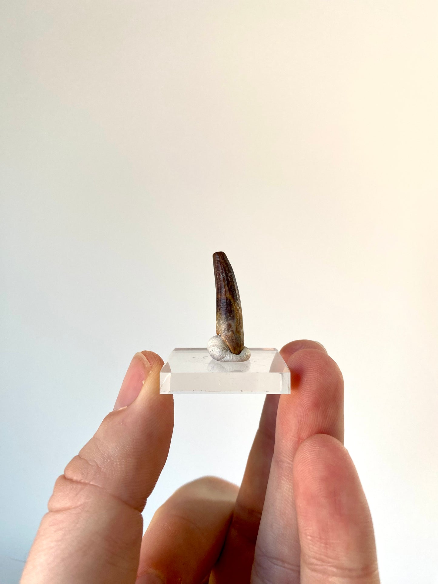 Suchomimus fossil dinosaur tooth (2.8cm)