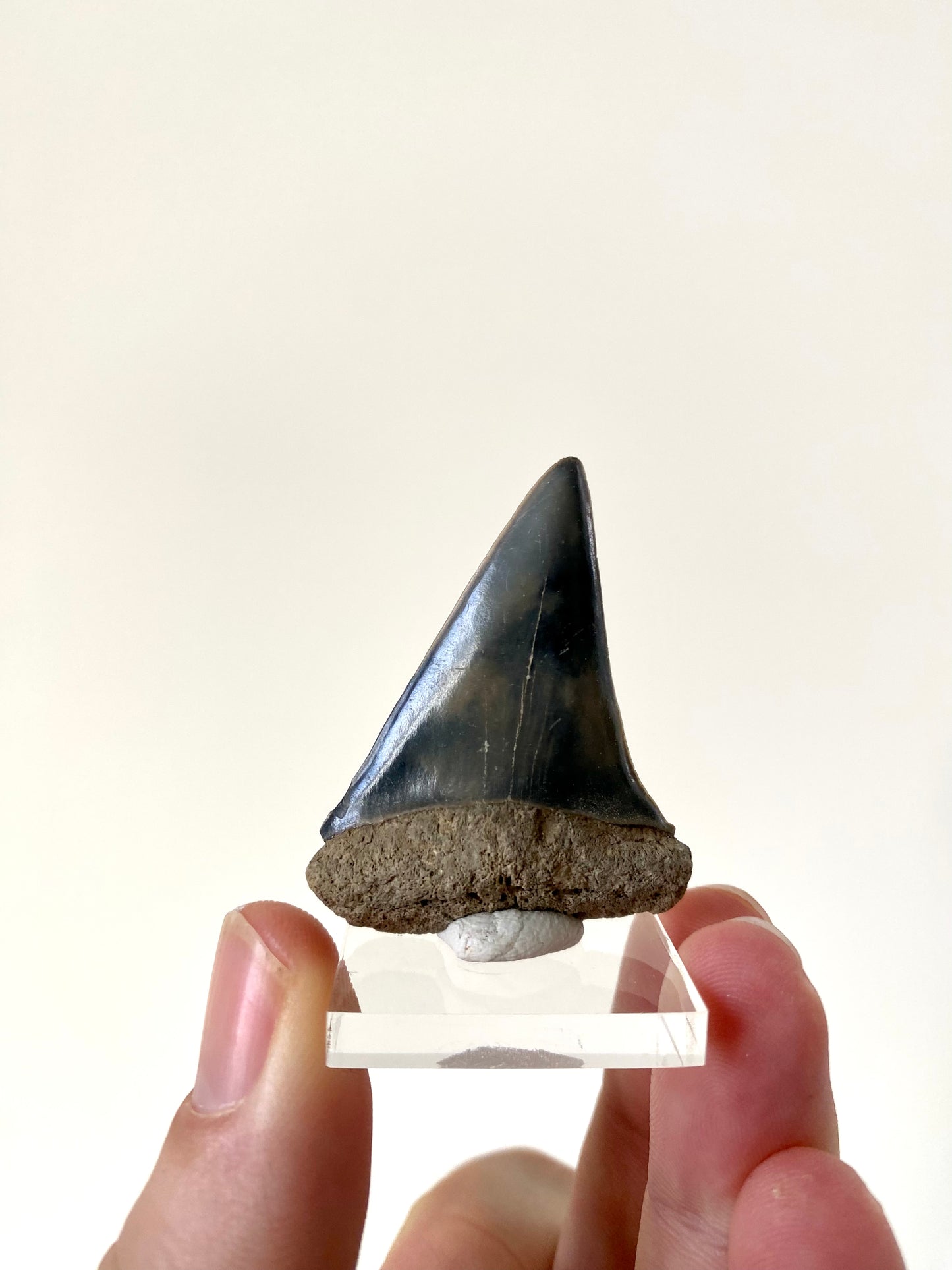 C. Hastalis fossil tooth (4.6cm)