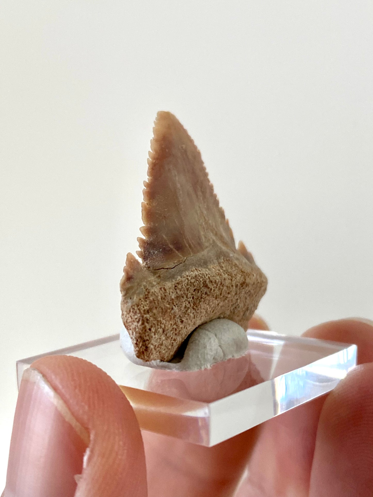 Paleocarcharodon Orientalis shark tooth