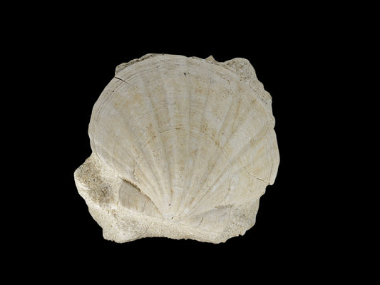 Gigantopecten fossiele schelp – Mioceen, Frankrijk (5.65 inch)